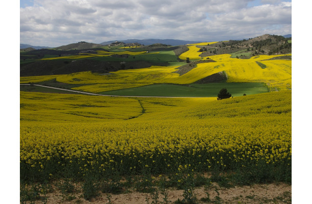De Navarre en Aragon