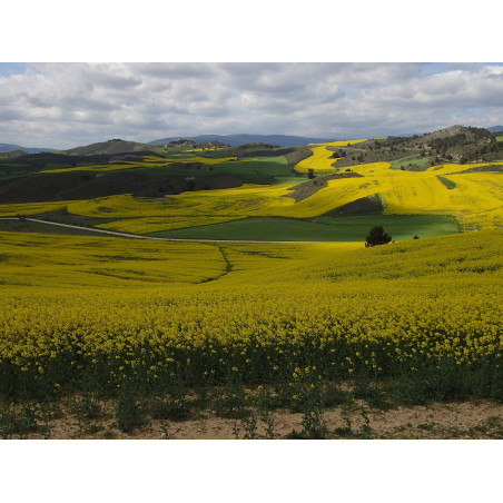 De Navarre en Aragon